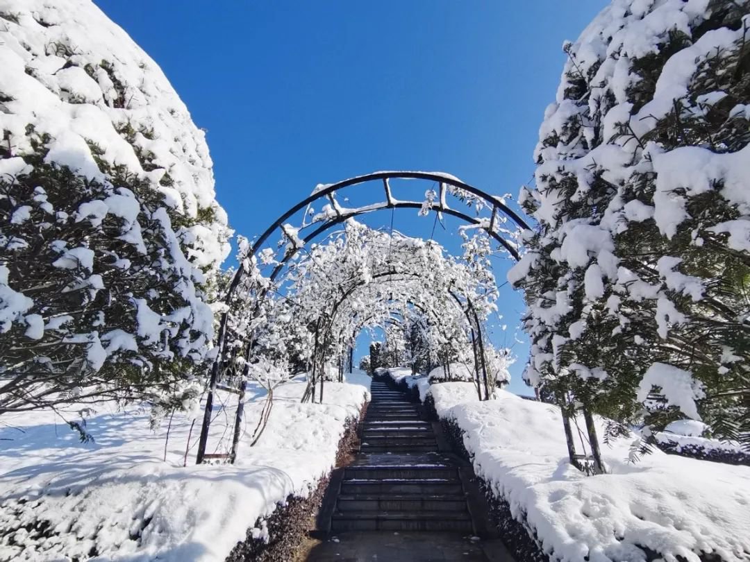 雪落玉龙，三冬含暖。